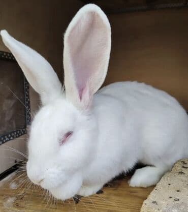 dovşan qiymətləri: Ağ rəngli dovşan
Ev dovşanıdı tualete öyreşdirilib — 2