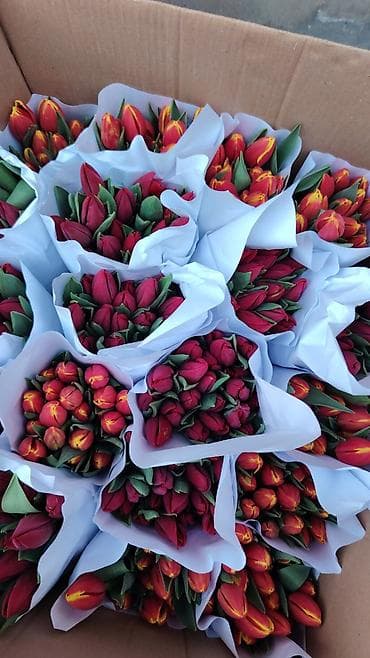 Букетные цветы: Тюльпаны
срезки
несколько расцветок
возможно составление букетов — 1