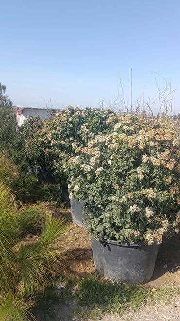 adəm ağacı: Dekarativ agaclarin satisi — 15