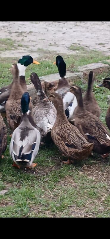 ördek: Məhsul: ördək sürüsü Təsvir: - Fotoşəkillərdə kənd təsərrüfatı üçün — 5