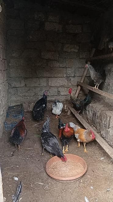 Cavan aktiv. xoruzdar. satlır. ünvan Şüvəlan. qiymət. 18 man. son