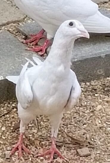 Ağ rəngli ev göyərçinləri - Rəng: əsasən tam ağ, bəzilərində qara ağ