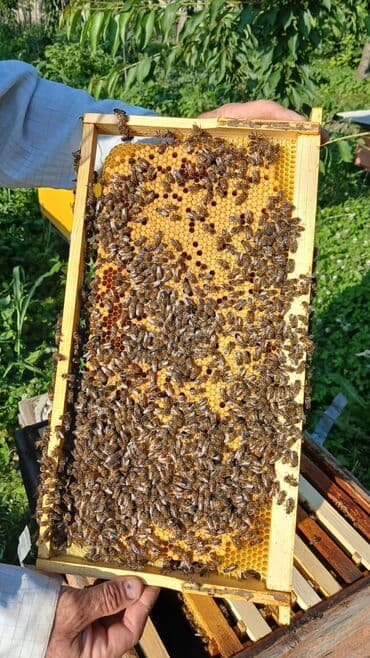 eşşək qiyməti: 🐝🐝🐝🐝🐝🐝🐝 Arı ailəsi: 8-10 ramkada 2 mərtəbə 15 ramka yeşiklər hər bir — 5