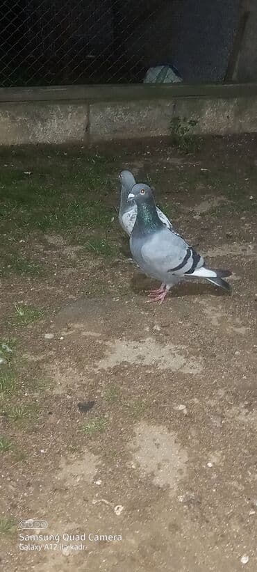 heyrati fərə: Salam bir tayin ayağında kodlu uzuy var mende təkidi deye cütlib — 2