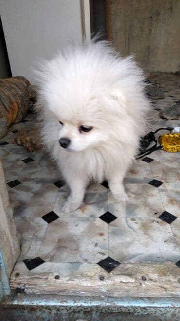 it adları erkek: Şpitz, 10 ay, Erkek — 2