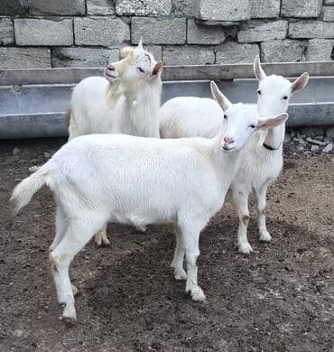 Təmiz orginal Sani keçiləri satıram 1 erkəyi 10 aylığ 2 dənə birinci