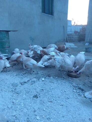 hələb keçisi haqqında məlumat: Öz həyətimdə saxladığım hinduşkalar ətlik və damazlikdir. 60.manatdan — 5