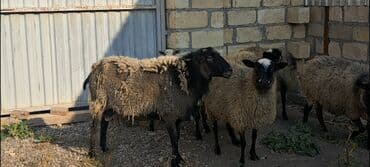 Inəklər, öküzlər: Salam Satır Ramanov qoyunları Boğaz. damazlığ 4 tişi 3 erkəydi — 6