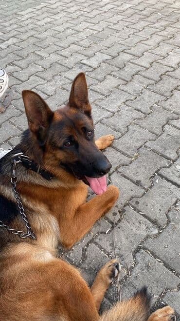 немецкая овчарка: Alman çoban iti — 3