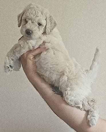 heyvan it: Pudel, 1 ay, Erkek, Ödənişli çatdırılma — 6