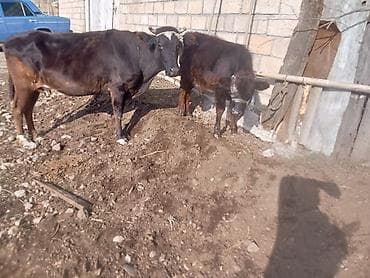 gəncə toyuq satan: Satış: inək buzovu ilə - Növ: yerli südlük-ətlik tip inək - Rəng — 2