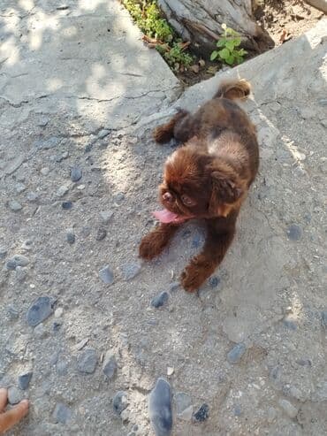 pekines balaları: Pekines, 6 ay, Erkek — 7