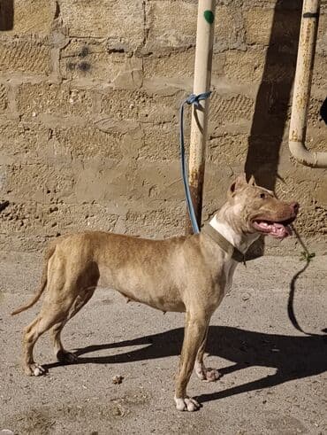 Akvariumlar: Pitbul, Dişi, Peyvəndli — 4