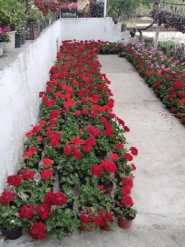 ucuz guller: Unv Nardaran əlaqə nöm 0556705797 Namiq — 3