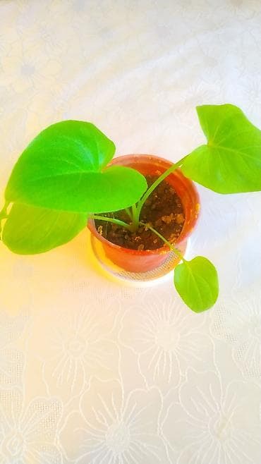 ev gulleri sekilleri: Ağ Kala gülü — 3