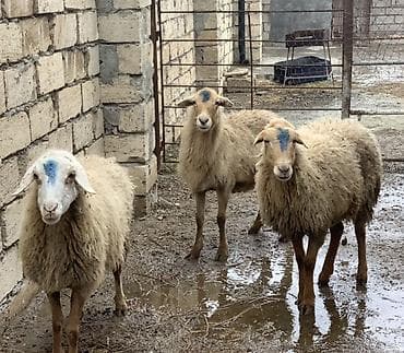 hindusqa satisi: Boğaz Qoyunlar satılır yelin buraxıblar sağlam heyvanlardı dişləridə — 2