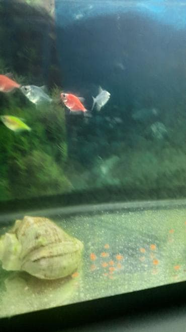 Gəmiricilər: Tetra balığı, Sülhsevər — 1