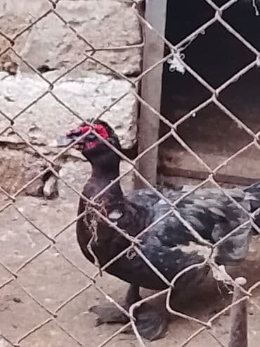 Inəklər, öküzlər: Macar sortydu ətli damazdig ordekdir . qiyməti 20 manatdan başlayır — 4