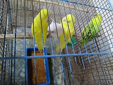 gəncə toyuq satan: 4 eded tutuqusu satilir 4_ü birlikde son qiymeti 20 — 4