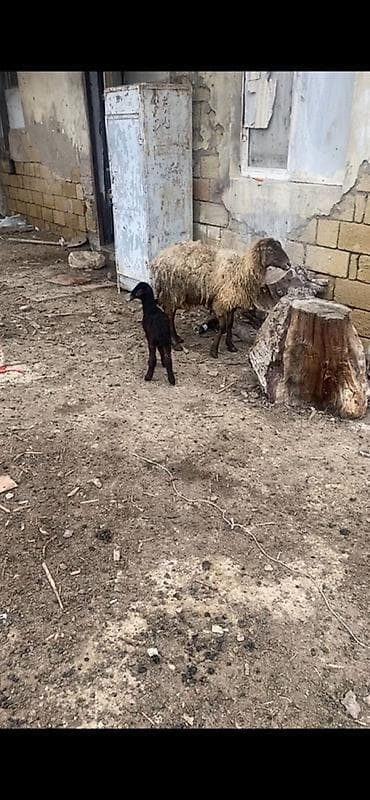 unvan az qoyun satilir: Ana bala qoyun balasi dişidi 1 heftelikdi — 1
