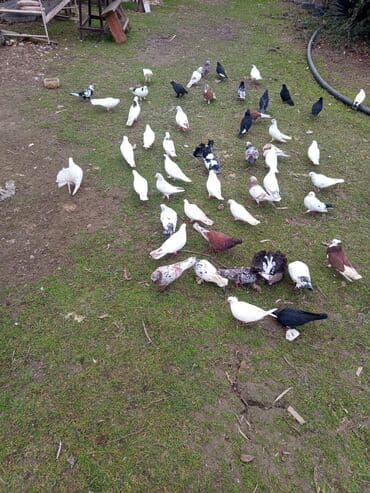 Gəmiricilər: Məhsul: Ev göyərçinləri – müxtəlif rəng və naxışlarda Təsvir: - — 5