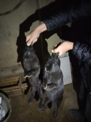 dovsan satisi: Ana dovşan var 2 dişi 1 erkey böyük dovsandirlar tam sağlamdırlar - — 1