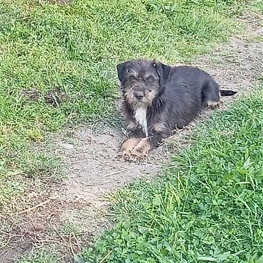 gelincik heyvan: Peyvəndli — 1