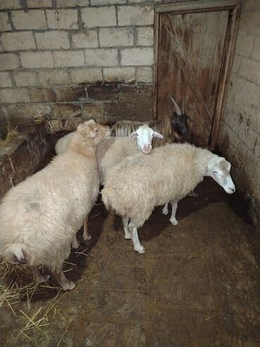 keçi balası: Qoyun və keçi sürüsü Təsvir: - Şəkillərdə olan heyvanlar birlikdə — 5