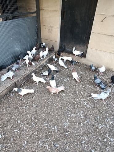 cins ineklerin qiymeti: Qiymət 10₼ başlayır hər qiymətə var — 2