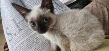 pişiyi: Siam, Erkək, Yaxşı əllərə, Ünvandan götürmə — 3