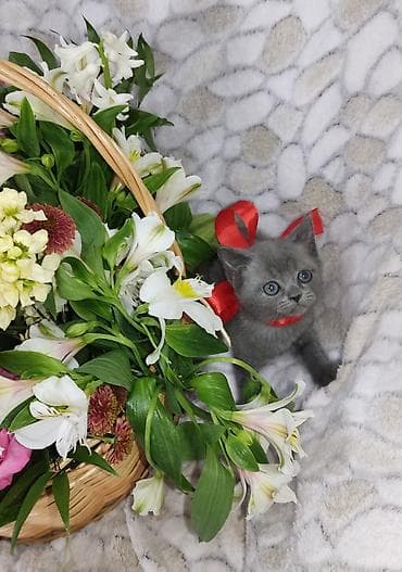 Britan, Dişi, Yaxşı əllərə