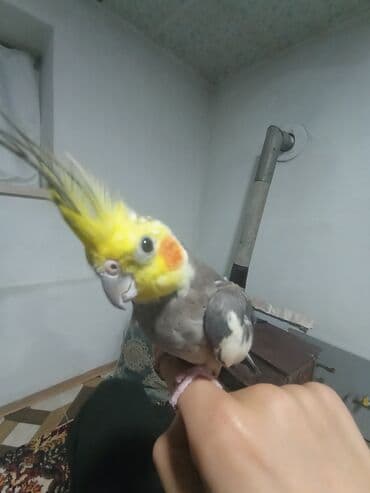 rəngli quşlar: Məhsul: Nimfa tutuquşusu (Cockatiel) Təsvir: - Rəng: sarı baş və — 1