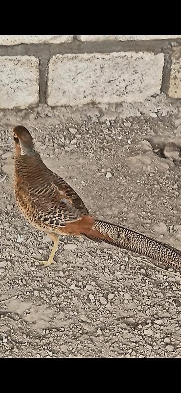dəvəquşu yumurtası qiyməti: Qirqovul qizili tam saglam tək xoruzdu bakiyada gönderirəm 1 illikdi — 2