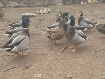 Digər kənd təsərrüfatı heyvanları: 10 ədəd erkək çöl ördeyi satılır. Biri 20 manat bir yerdə alan olsa — 3