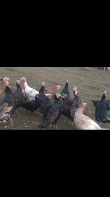 İtlər: Hinduşkalar satılır. 13Xoruz, 13Fərə. Tam təbii yetişən quşlardır — 7