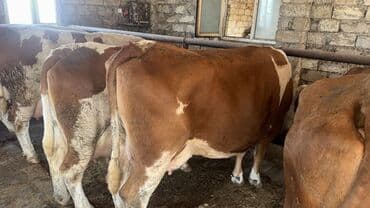 en cox sud veren inekler: Inekler satılır qiymət fərqlidi 18 litrdən 30 litrə kimi balali.da var — 2