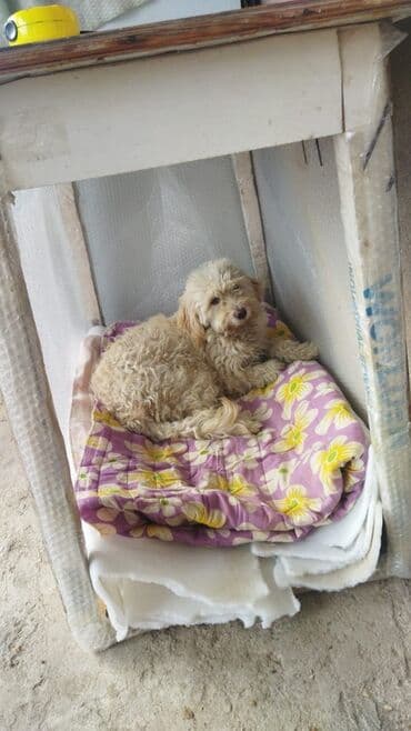 Balaca, qıvrım tüklü iti təsvir edən elan. - Növ: it (xırda ölçülü lalafo.az -da Balaca, qıvrım tüklü iti təsvir edən elan. - Növ: it (xırda ölçülü