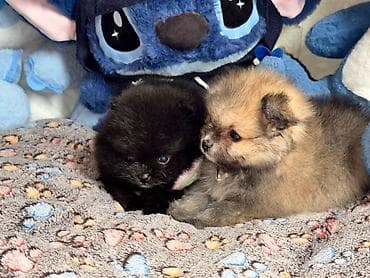 zvanoq itleri: Şpitz, Erkek — 4