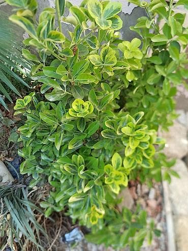 Dekorativ həmişəyaşıl kol – Euonymus japonicus (variegata) -