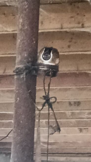 Mətbəx texnikası: IP Təhlükəsizlik Kameraları – daxili və xarici nəzarət üçün. Imou — 4