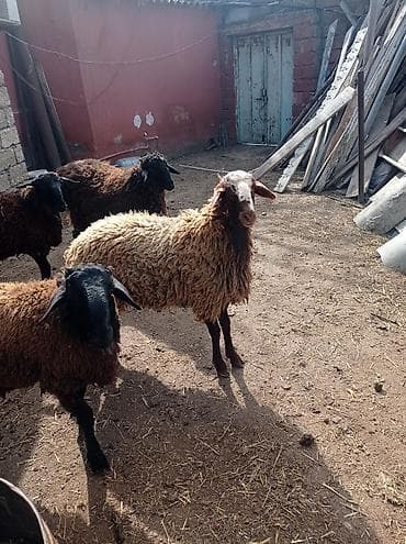 qax heyvan bazar: Erkək, Qala, il: 1, 55 kq, Damazlıq, Ətlik, Ünvandan götürmə — 9