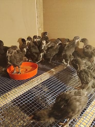 ucuz cuce: Toyuq cücələri, Damazlıq — 3