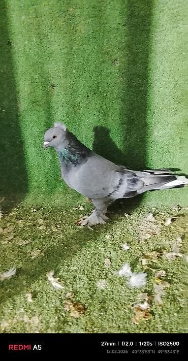 turac quşu: Salam taklalar satılır. erkek maya cütü 50 azn — 1