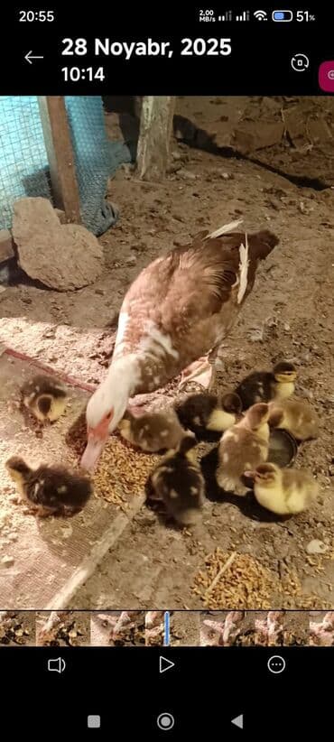 Dişi, | Lal ördək, Ətlik