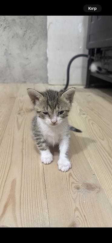 pisik sekilleri: Yaxwi ellere sahiblendirilir 1ayliqdi — 2