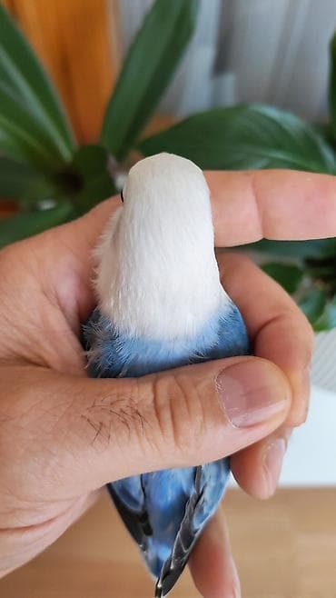 amadin qusu: Salam Fişer satılır, 3 aylıq Türkiyədən gələn quşların balasıdı,15- — 3