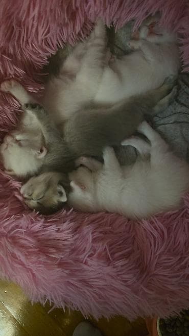 котята в добрые руки: Табби, В добрые руки — 3