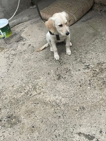 золотистый ретривер цена: Ретривер, 3 месяца, Самец, С прививками, Самовывоз, Платная доставка — 5
