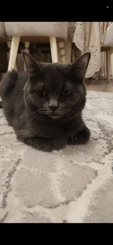 Volkswagen: Британская — 1