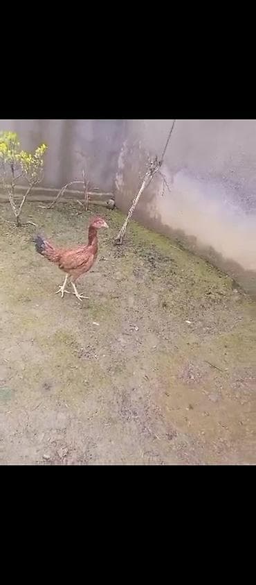 7 aylıq tam sağlam cins qandı elə belə birşey deyil ölür qaçmır. 40 m